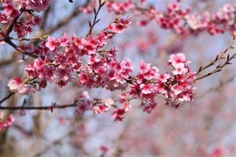 墨爾本有哪些花：多元視角下的繁花盛宴